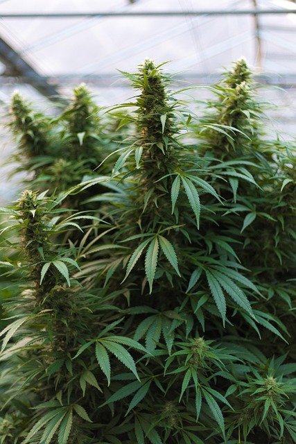 Avis complet sur weed side story : qualité et sélection chanvre