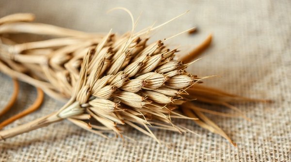 Guide d'achat : qualité et choix du chanvre sur weed side story